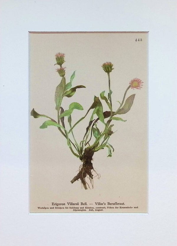 Erigeron Villarsii Bell. — Villar's Berufkraut — Atlas der Alpen-Flora, 1897.