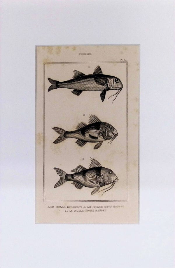 Peces: Muges (Mullet) - Muge surmulet, Muge à deux bandes y Muge à trois bandes – Grabado de 1842 | 30 x 20 cm