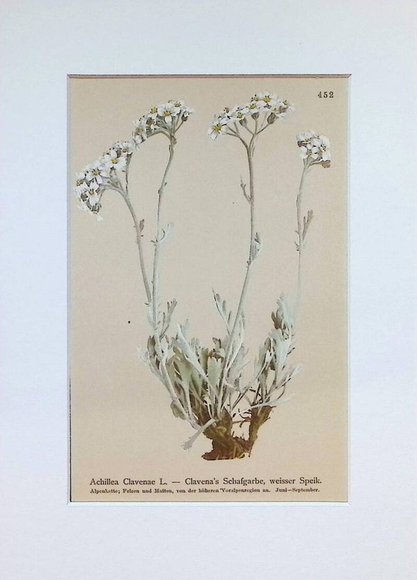 Achillea Clavenae L. — Clavena's Schafgarbe — Atlas der Alpen-Flora, 1897.