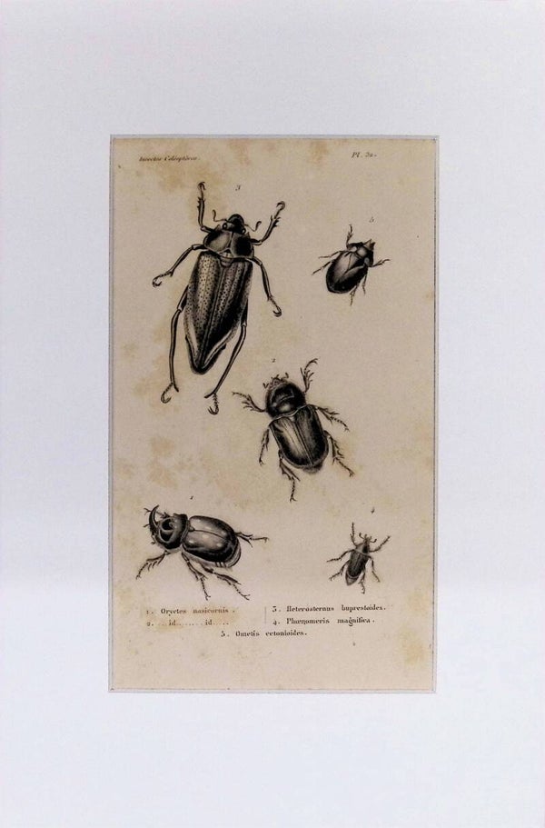 Escarabajos: Oryctes nasicornis, Ometis cetonioides, Phaenomeris magnifica y otras – Grabado de 1842 | 30 x 20 cm
