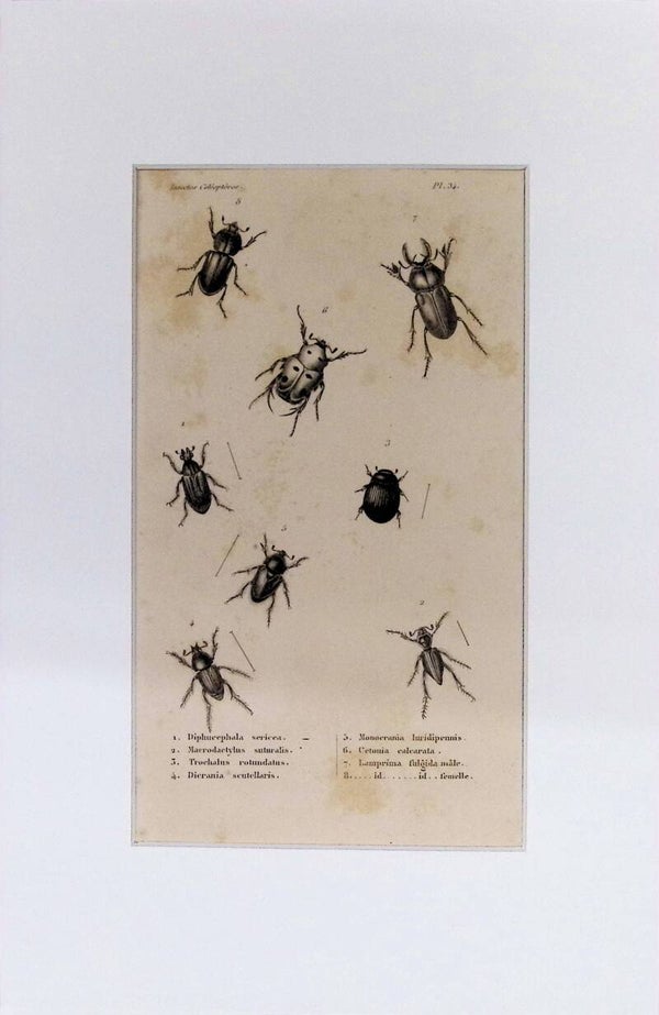 Insectos Coleópteros – Diphucephala sericea, Macrodactylus suturalis y otros | Diccionario Pintoresco de Historia Natural (1842) – 30x20 cm