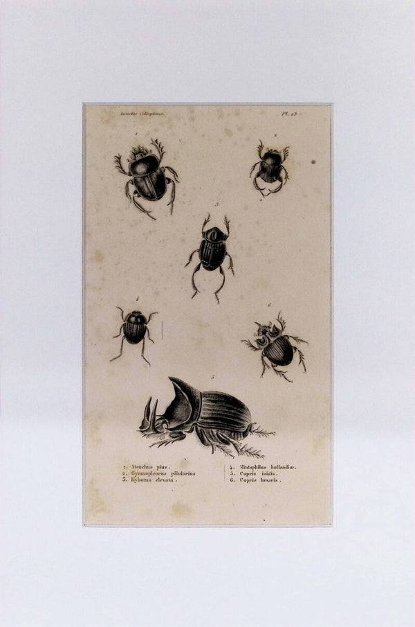 Escarabajos: Ateuchus pius, Gymnopleurus pilularius, Copris isidis y otras – Grabado de 1842 | 30 x 20 cm