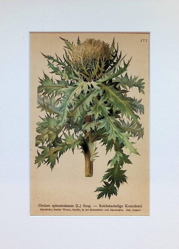 Cirsium spinosissimum (L.) Scop. — Reichstachelige Kratzdistel — Atlas der Alpen-Flora, 1897.