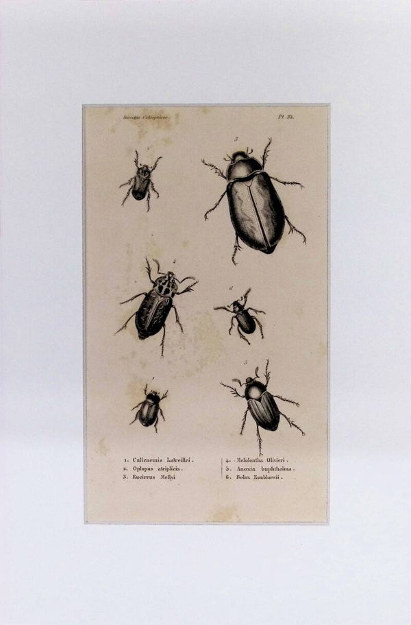 Insectos Coleópteros – Calienemis Latreillei, Oplopus atriplicis, Melolontha Olivieri y otros | Diccionario Pintoresco de Historia Natural (1842) – 30x20 cm