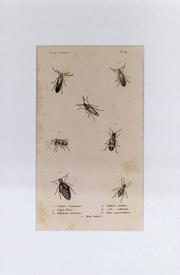 Insectos Coleópteros – Calopus serrationis, Lagria hirta y otros | Diccionario Pintoresco de Historia Natural (1842) – 30x20 cm