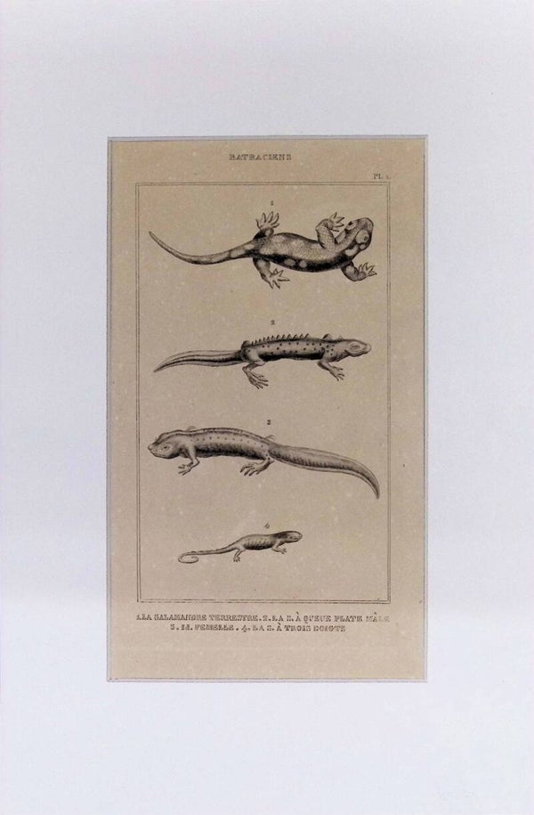 Salamandras: Salamandre terrestre y otras – Grabado de 1842 | 30 x 20 cm Lagartos