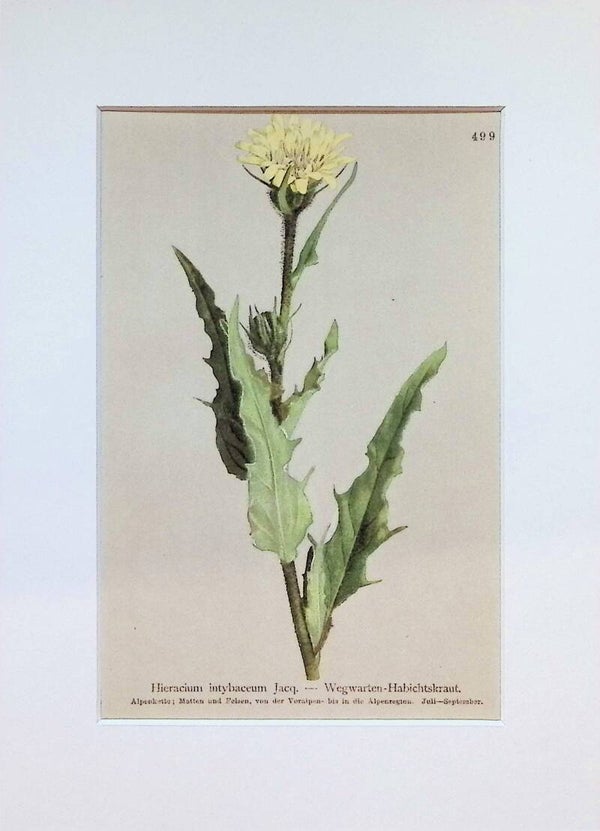 Hieracium intybaceum Jacq. — Wegwarten-Habichtskraut — Atlas der Alpen-Flora, 1897.