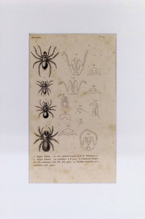 Arañas: Mygale fodiena, Atypus Sulzeti y otras – Grabado de 1842 | 30 x 20 cm