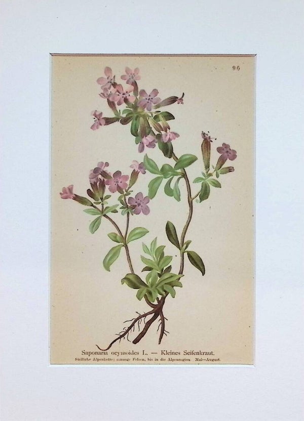Saponaria ocymoides L. — Kleines Seifenkraut — Atlas der Alpen-Flora, 1897.