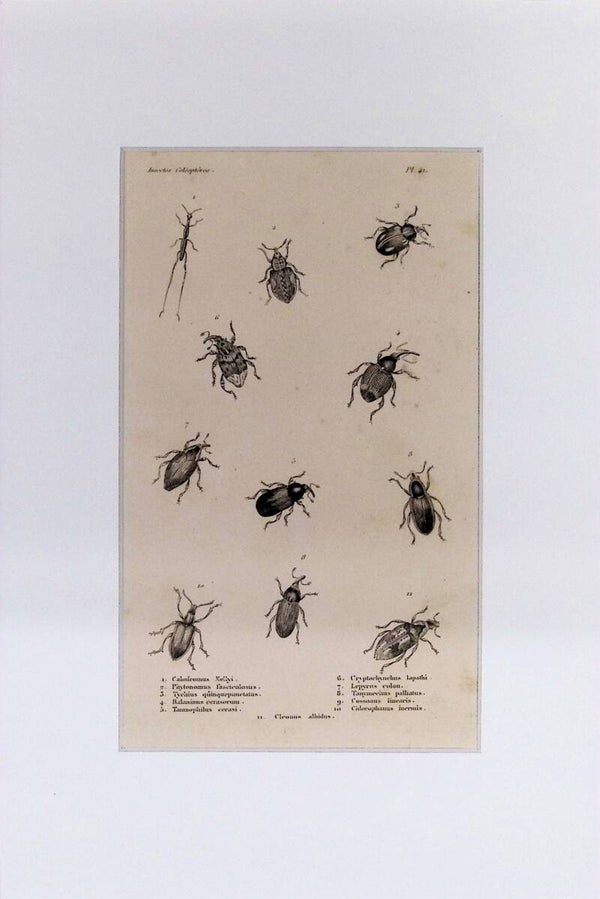 Insectos Coleópteros – Calodromus Melyi, Pityonomus fascielosus y otros | Diccionario Pintoresco de Historia Natural (1842) – 30x20 cm