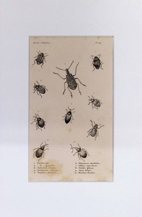 Insectos Coleópteros – Bruchus pisi, Granarius, Tophroderes frenatus y otros | Diccionario Pintoresco de Historia Natural (1842) – 30x20 cm