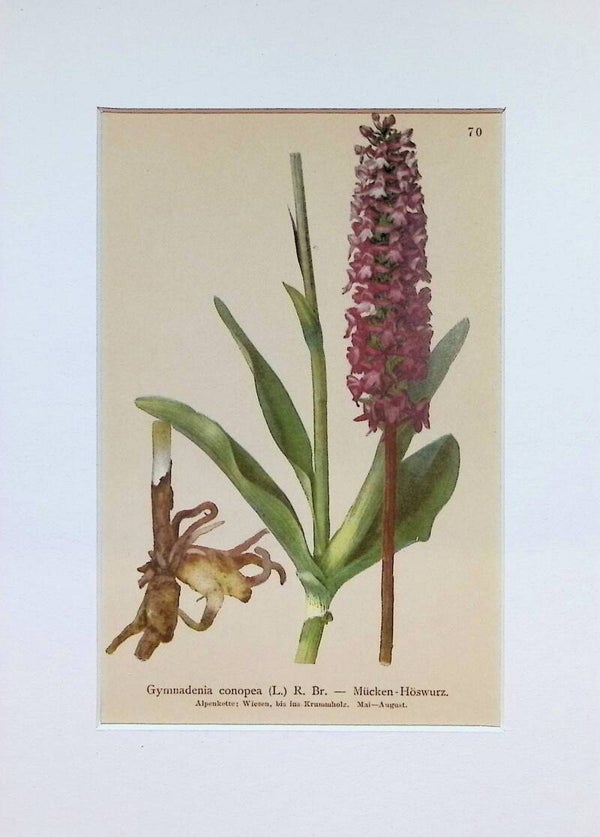 Gymnadenia conopea (L.) R. Br. — Mücken-Händelwurz — Atlas der Alpen-Flora, 1897.