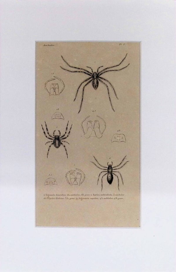 Arañas: Tegenaria domestica, Epeira umbraticola y Argyroneta aquatica – Grabado de 1842 | 30 x 20 cm