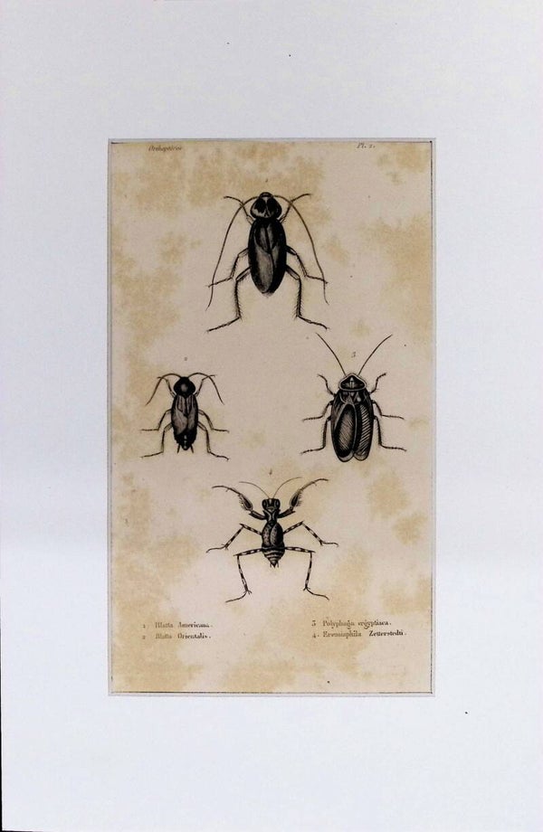 Insectos Ortópteros – Blatta Americana, Blatta Orientalis y otros | Diccionario Pintoresco de Historia Natural (1842) – 30x20 cm