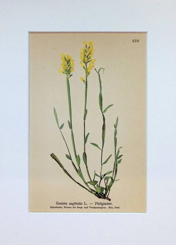 Genista sagittalis L. — Pfeilginster — Atlas der Alpen-Flora, 1897.