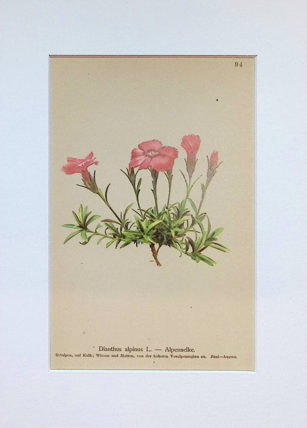 Dianthus alpinus L. — Alpennelke — Atlas der Alpen-Flora, 1897.