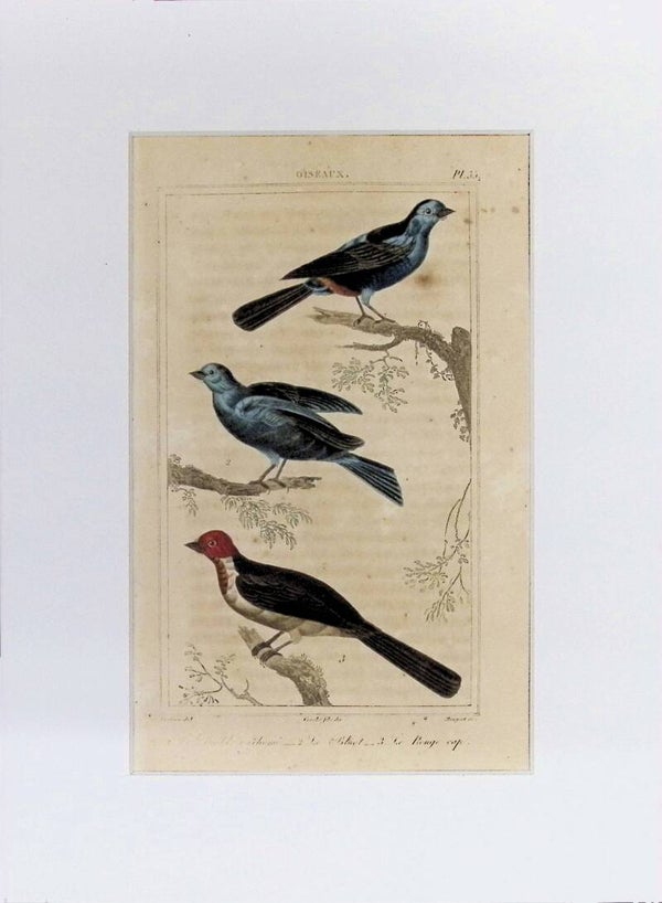 Aves – Grabado coloreado | Historia Natural de Buffon (1828) – 27x20 cm