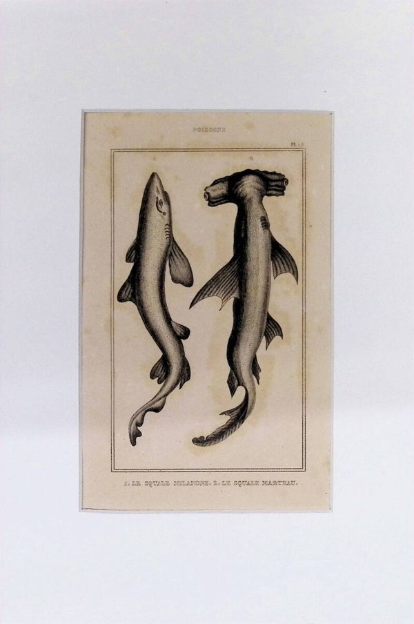 Tiburones: Le Squale Milandre y Le Squale Marteau – Grabado de 1842 | 30 x 20 cm