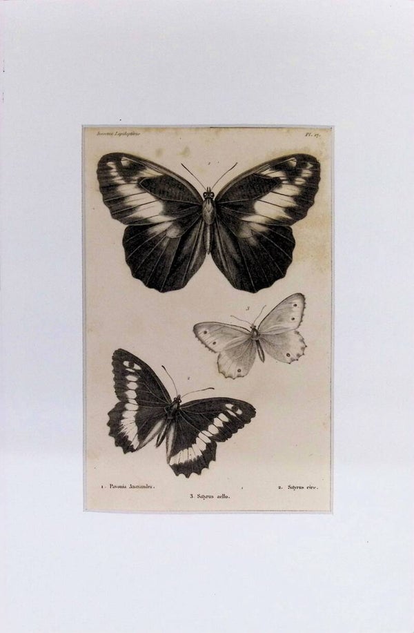 Mariposas: Pavonia Anaxandra, Satyrus cire y Satyrus aello – Grabado de 1842 | 30 x 20 cm