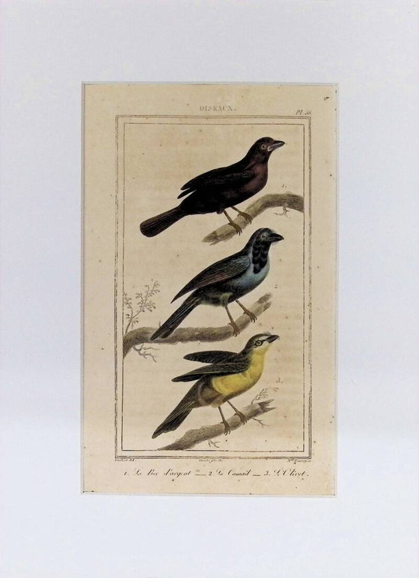 Aves – Grabado coloreado | Historia Natural de Buffon (1828) – 27x20 cm