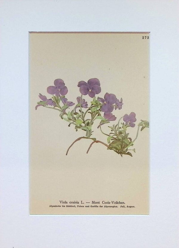 Viola cenisia L. — Mont Cenis-Veilchen — Atlas der Alpen-Flora, 1897.