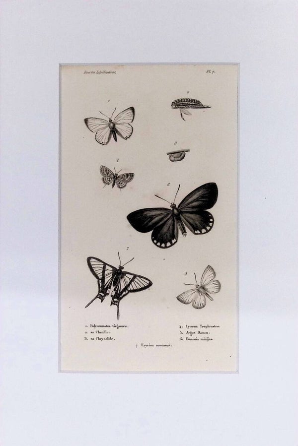 Lepidópteros: Mariposas y sus estados (Polymmatus, Erycina y otras) – Grabado de 1842 | 30 x 20 cm