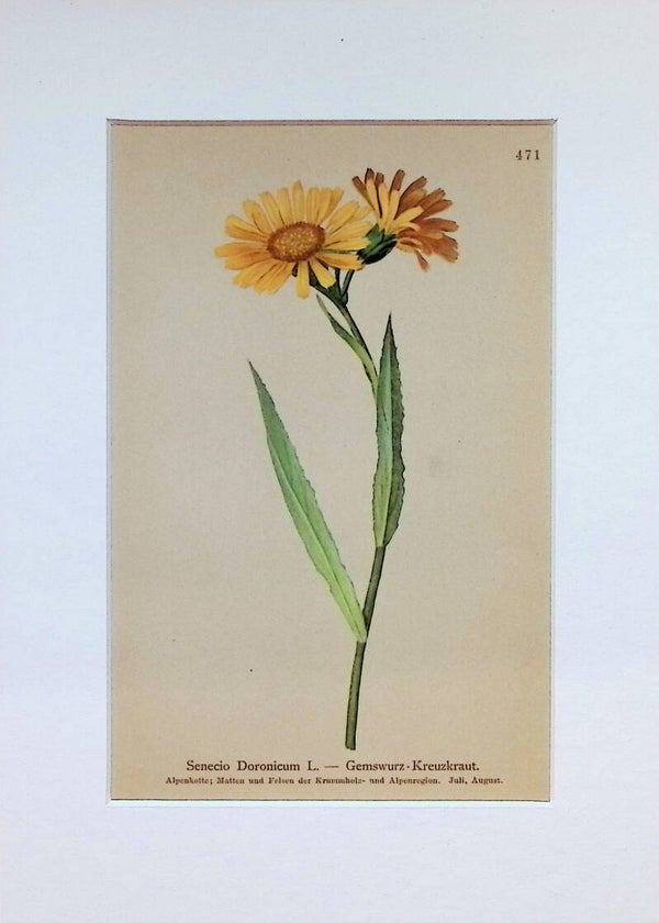Senecio Doronicum L. — Gemswurz-Kreuzkraut — Atlas der Alpen-Flora, 1897.