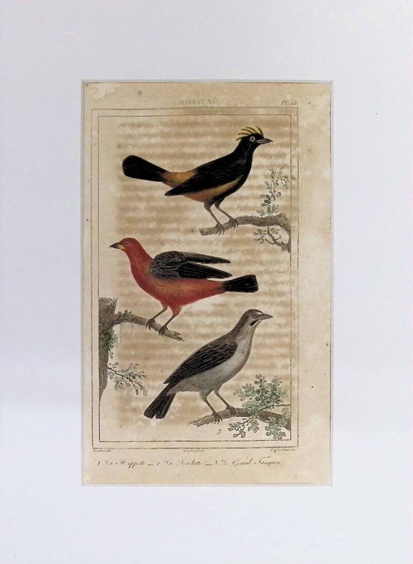 Aves – Grabado coloreado | Historia Natural de Buffon (1828) – 27x20 cm
