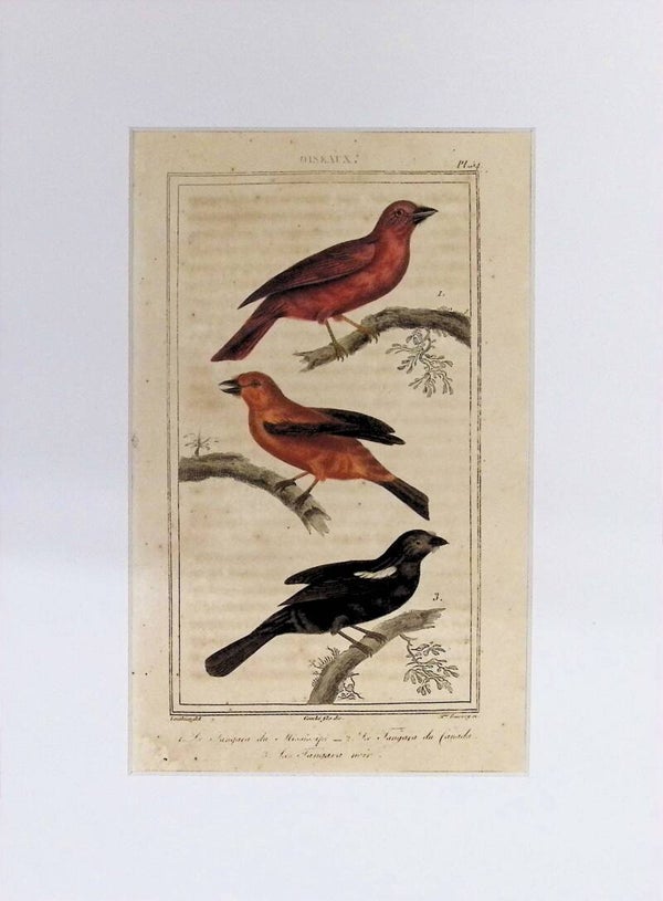Aves – Grabado coloreado | Historia Natural de Buffon (1828) – 27x20 cm