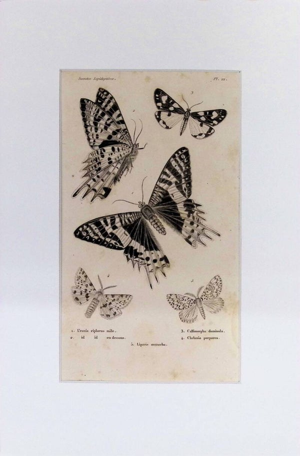 Mariposas: Urania ripheus, Liparis monacha y otras – Grabado de 1842 | 30 x 20 cm