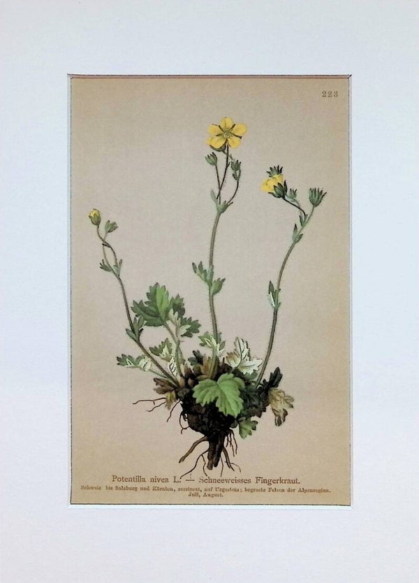 Potentilla nivea L. — Schneeweisses Fingerkraut — Atlas der Alpen-Flora, 1897.