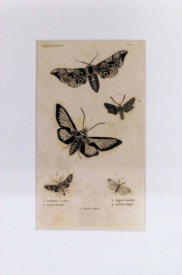 Mariposas y Polillas (Lepidópteros) – Grabado de 1842 | 30 x 20 cm