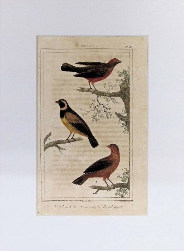 Aves – Grabado coloreado | Historia Natural de Buffon (1828) – 27x20 cm