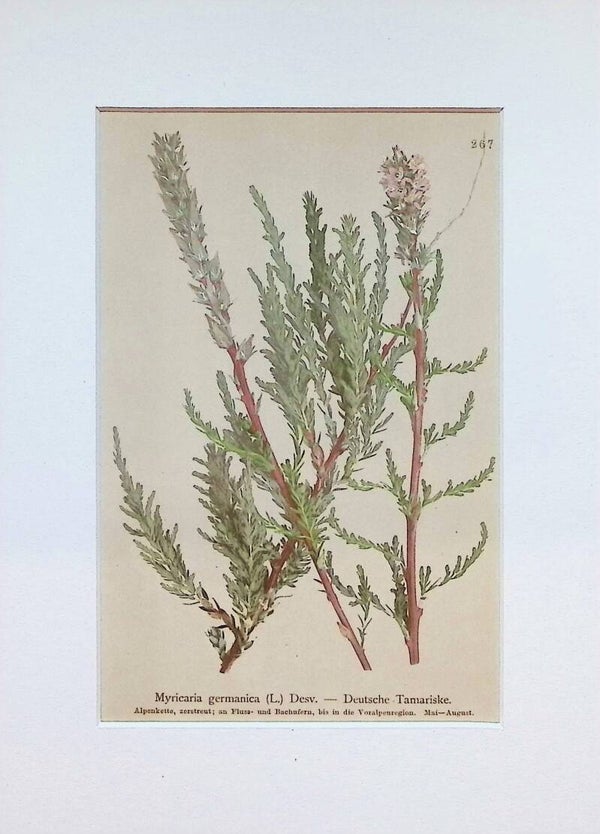 Myricaria germanica (L.) Desv. — Deutsche Tamariske — Atlas der Alpen-Flora, 1897.