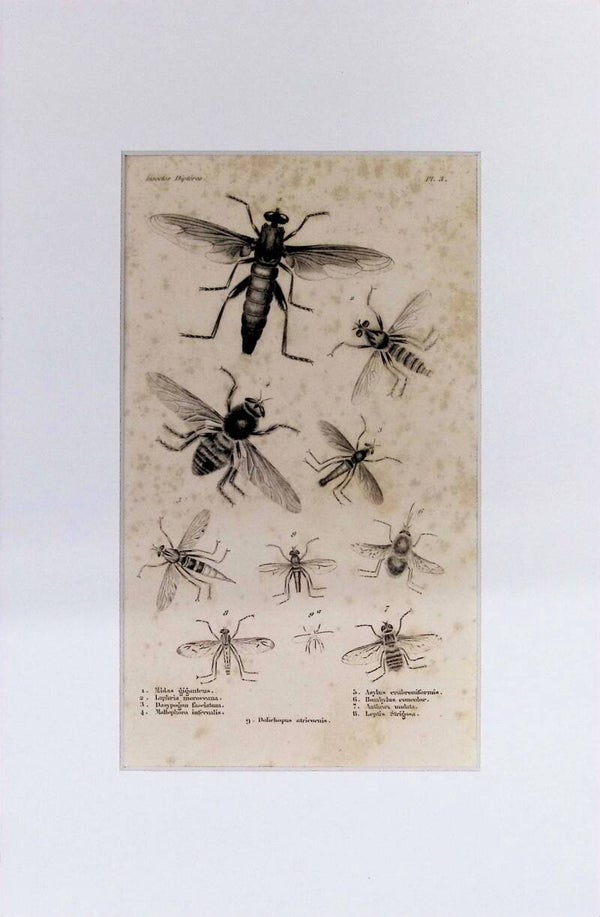 Insectos Dípteros (Moscas) – Grabado de 1842 | 30 x 20 cm