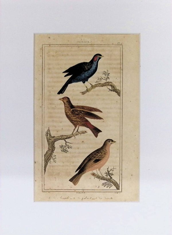 Aves – Grabado coloreado | Historia Natural de Buffon (1828) – 27x20 cm