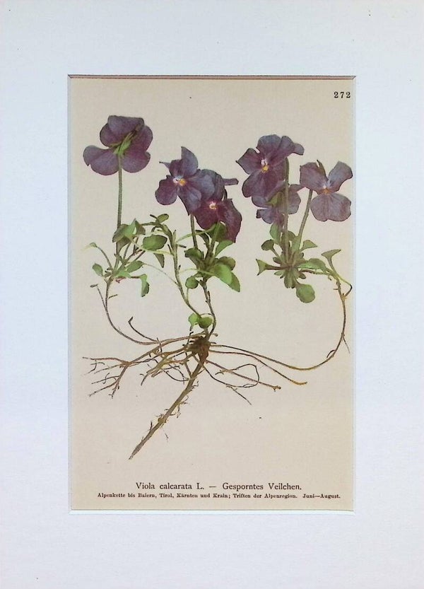 Viola calcarata L. — Gesporntes Veilchen — Atlas der Alpen-Flora, 1897.