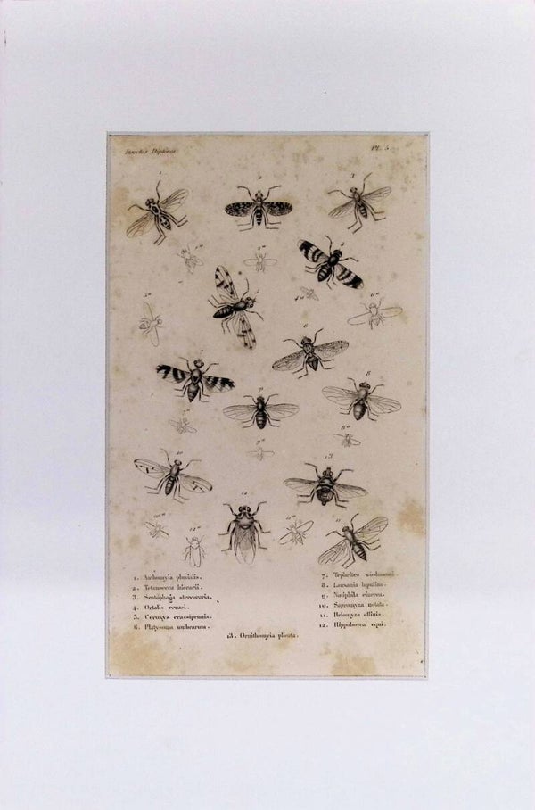 Insectos Dípteros (Moscas y Afines) – Grabado de 1842 | 30 x 20 cm