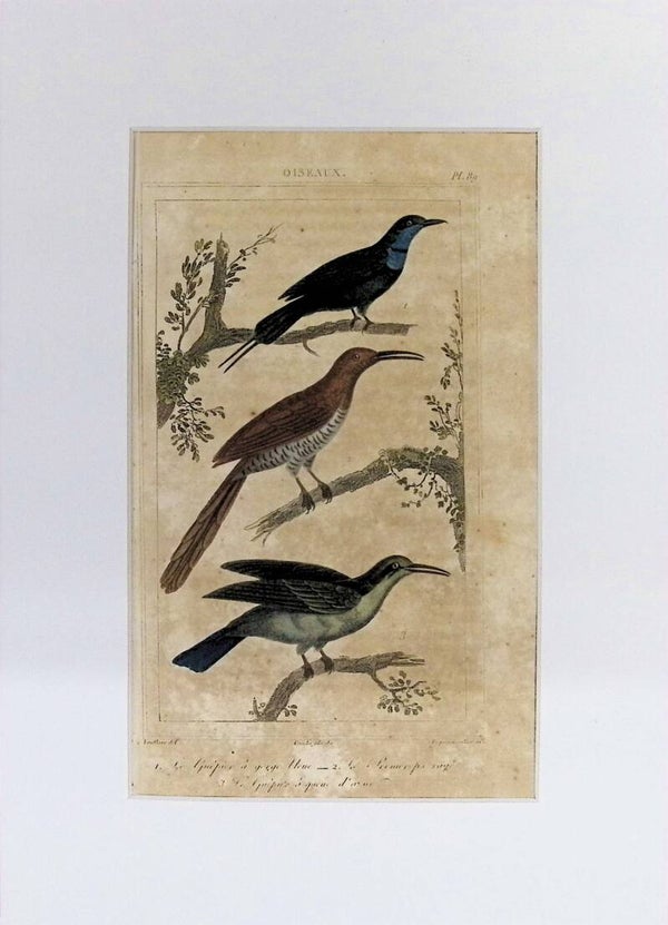 Aves – Grabado coloreado | Historia Natural de Buffon (1828) – 27x20 cm