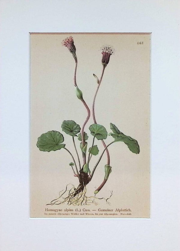 Homogyne alpina (L.) Cass. — Gemeiner Alplattich — Atlas der Alpen-Flora, 1897.