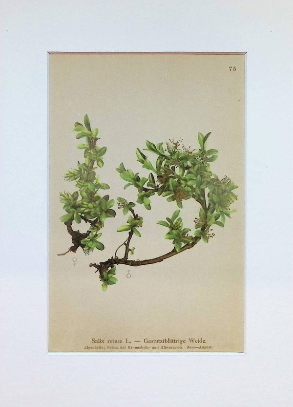 Salix retusa L. — Gestutztblättrige Weide — Atlas der Alpen-Flora, 1897.