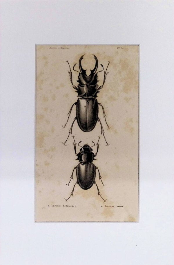 Escarabajos Ciervos: Lucanus bellicosus y Lucanus ursus – Grabado de 1842 | 30 x 20 cm