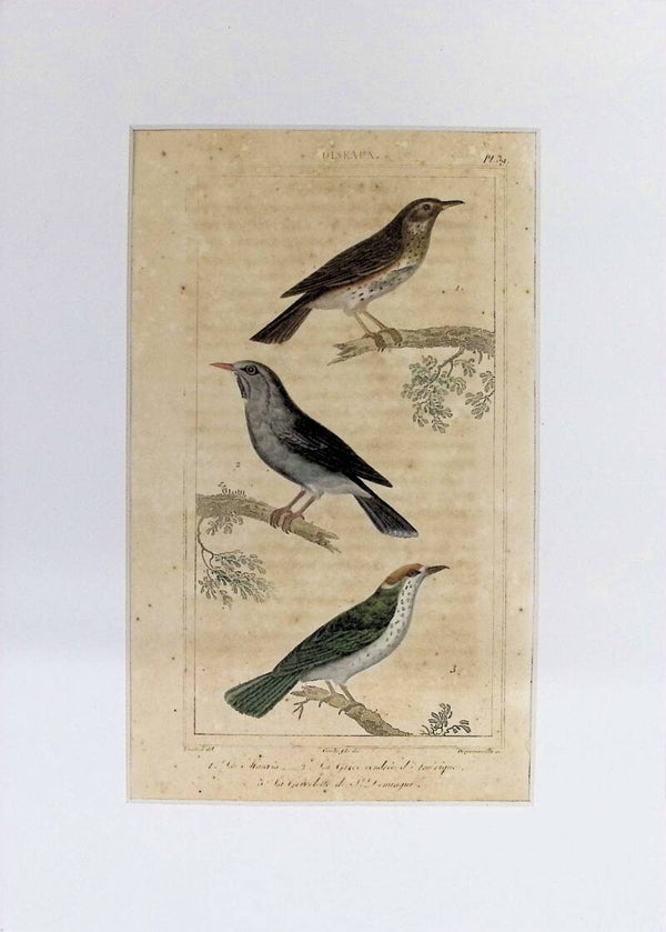 Aves – Grabado coloreado | Historia Natural de Buffon (1828) – 27x20 cm