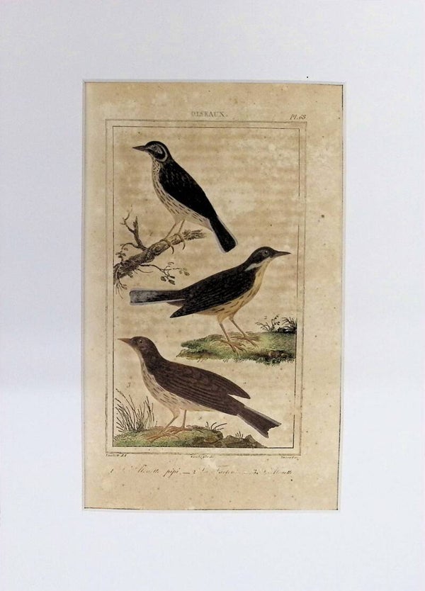 Aves – Grabado coloreado | Historia Natural de Buffon (1828) – 27x20 cm