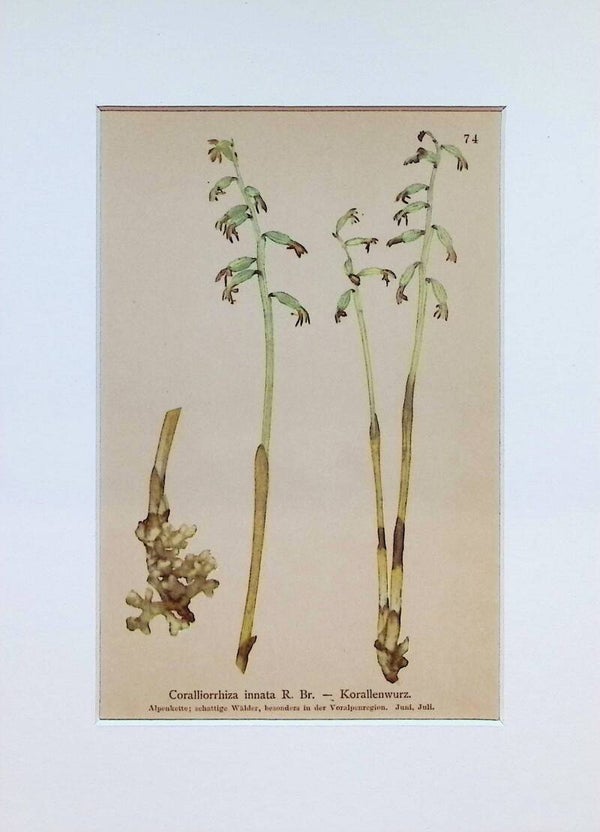 Coralliorrhiza innata R. Br. — Korallenwurz — Atlas der Alpen-Flora, 1897.
