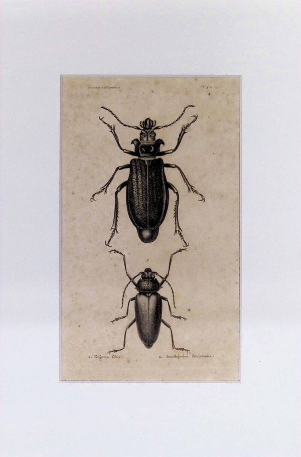 Escarabajos: Krates faber y Amallopodes seabrosus – Grabado de 1842 | 30 x 20 cm