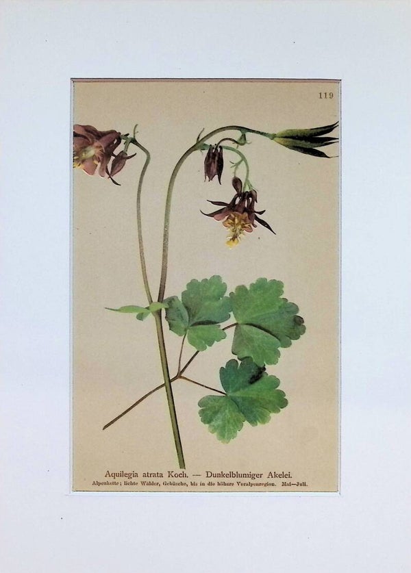 Aquilegia atrata Koch. — Dunkelblumiger Akelei — Atlas der Alpen-Flora, 1897.