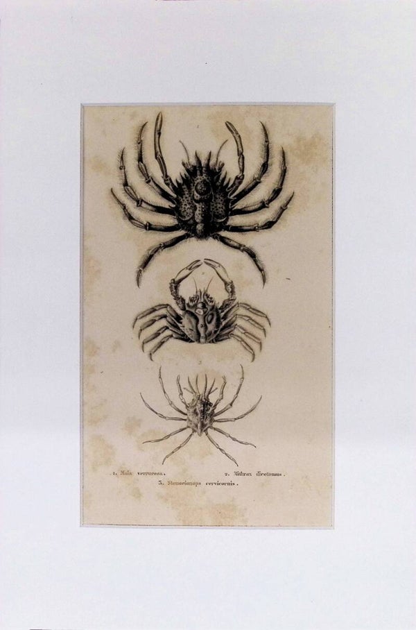 Cangrejos: Maia verrucosa, Mithrax destructor y Stenorhynchus cervicornis – Grabado de 1842 | 30 x 20 cm