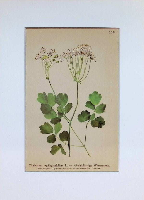 Thalictrum aquilegiaefolium L. — Akeleiblättrige Wiesenraute — Atlas der Alpen-Flora, 1897.