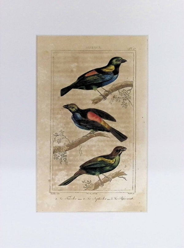Aves – Le Tricolor, Le Septicolor y Le Pape vert | Historia Natural de Buffon (1828) – 27x20 cm